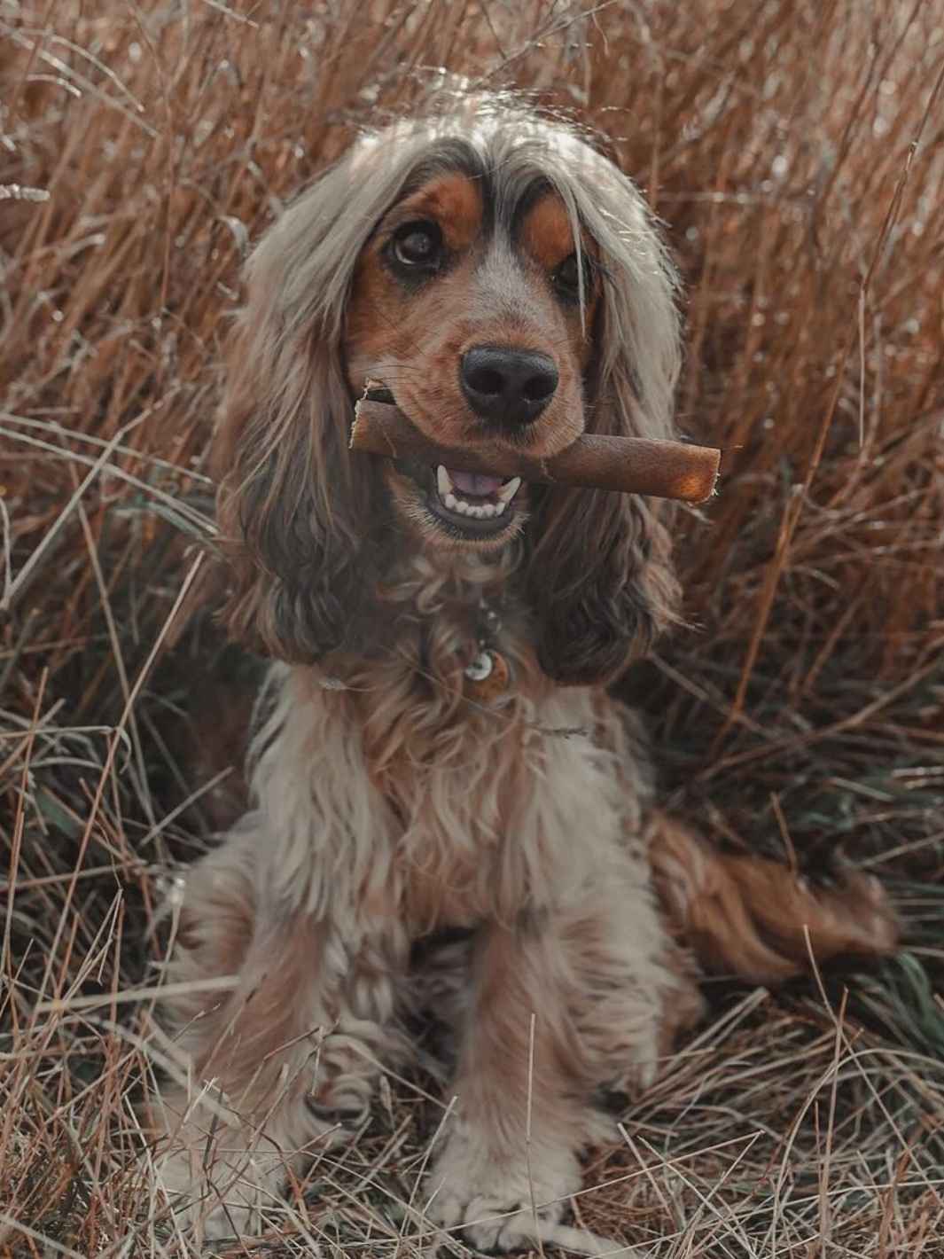 Truffe Délice - Venta al por mayor Chuches - Perros - Piel de jabalí para perros2