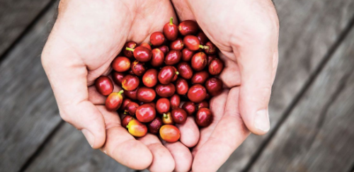 Zakarian Collection - Vente Grains de café - Café gourmand artisanal infusé à froid Zakarian - Grains entiers 4