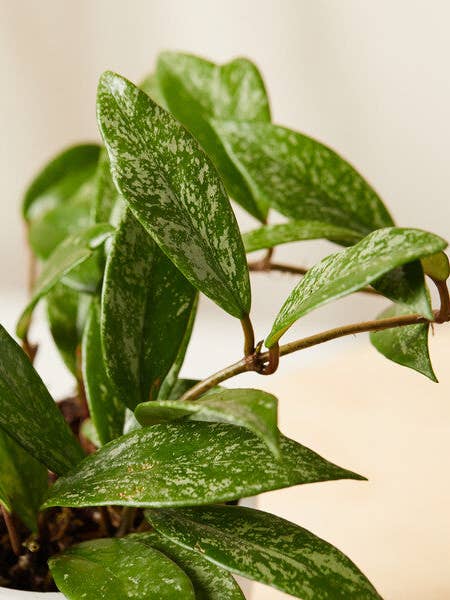 Tough Stuff Collection for wholesale by Bloomscape