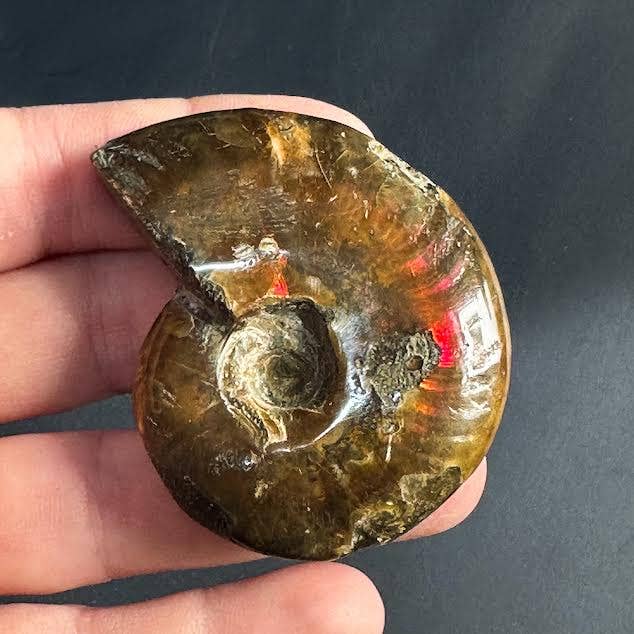 The Crystal Tabby – wholesale Andlig sten/kristall – Eldammonit - 1 styck