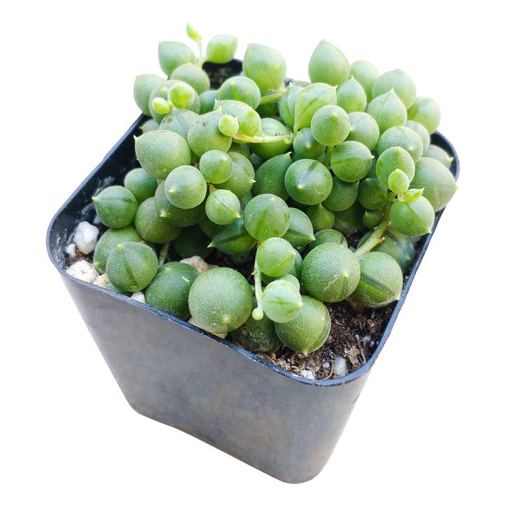 Best Plant Friend - Wholesale Succulent - String Of Pearls Succulent Plant 2/4/6 inch Grower Pot