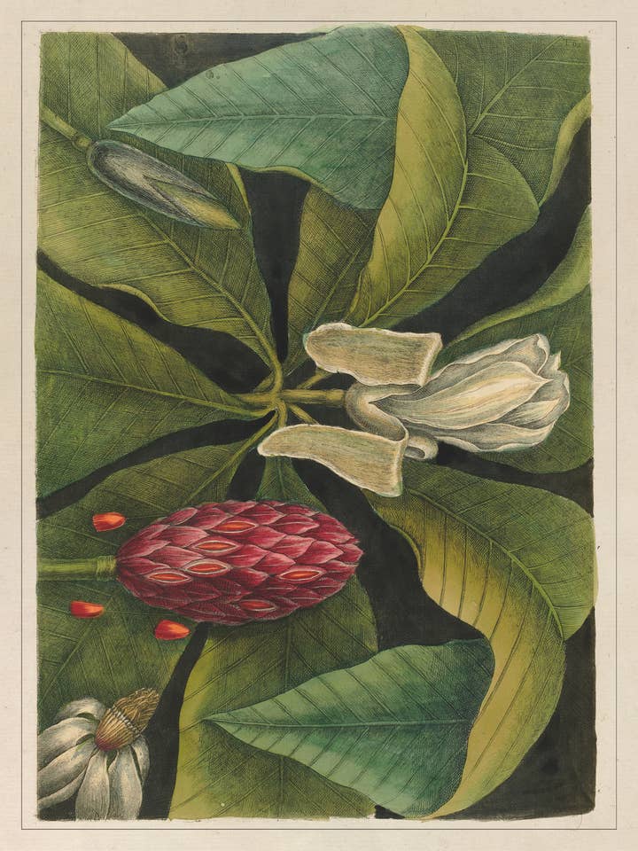 Magnolia II – “The natural history of Carolina, Florida…” pour la vente par Les Jolies Planches