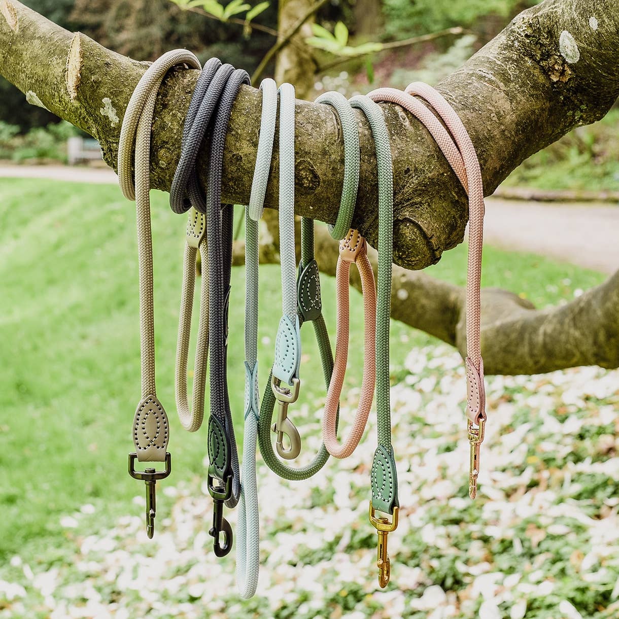 ne&no - Vente Laisse – chien - ne&no® Laisse pour chiens –120 ou 170 cm– laisse fixe15