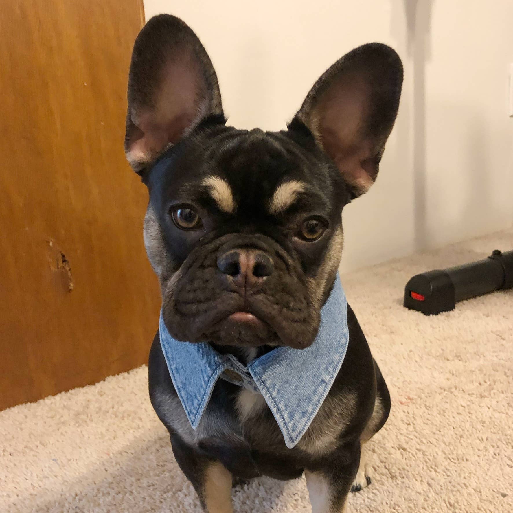 Create Good Company - Wholesale Pet Collar - Dog - Fancy Dog Collar Starter Set4