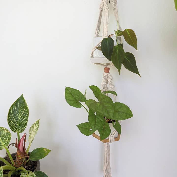 Leaf and Cord - Wholesale Hanging Planter - Small Double Plant Hanger