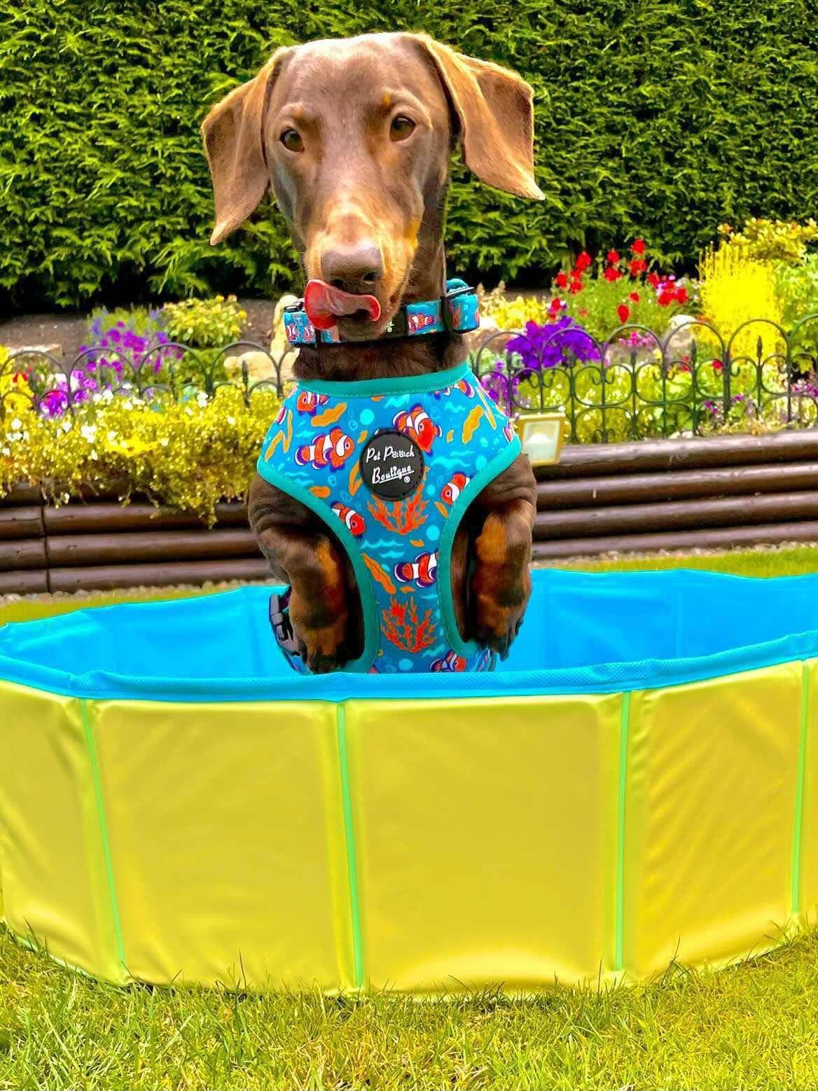 Pet Pooch Boutique – wholesale Pet collar – Dog – Under The Sea Dog Collar (fish/ blue/summer)3