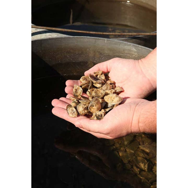 W. W. Norton - Wholesale Cookbooks & Food - Oysters: A Celebration in the Raw8