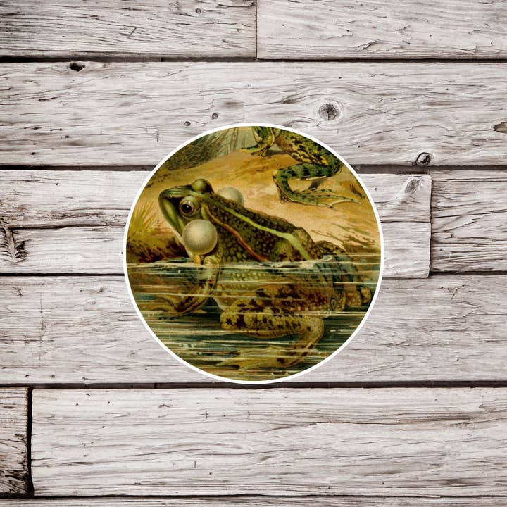 Frogs Sticker, Bullfrog Sticker, Amphibian Sticker for wholesale by NatureCuts