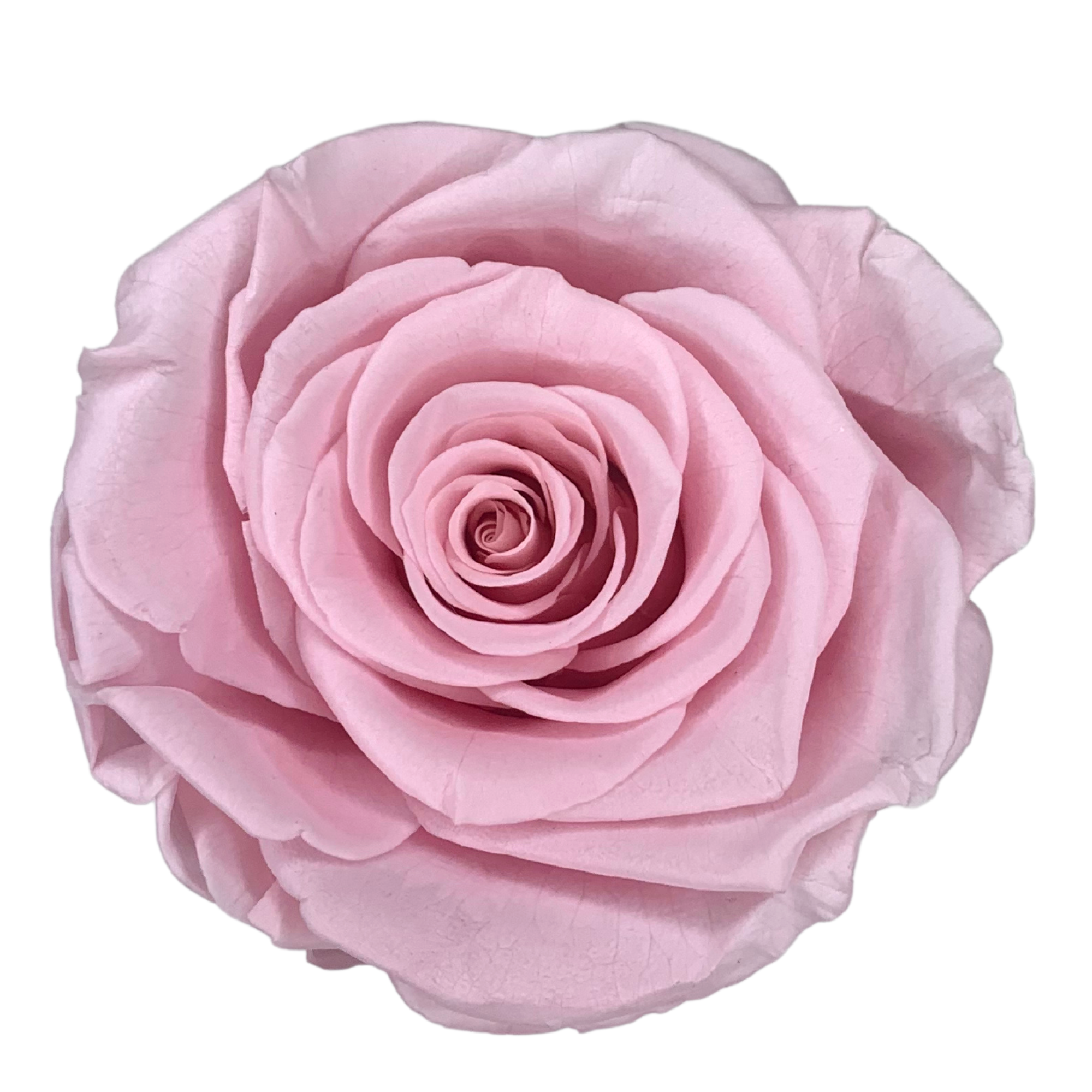 verona home and gift - Wholesale Dried/Pressed Flowers - Real Preserved Roses that Last Forever 25
