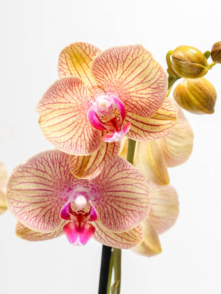 Arcadia Phalaenopsis Orchid for wholesale by Lively Root