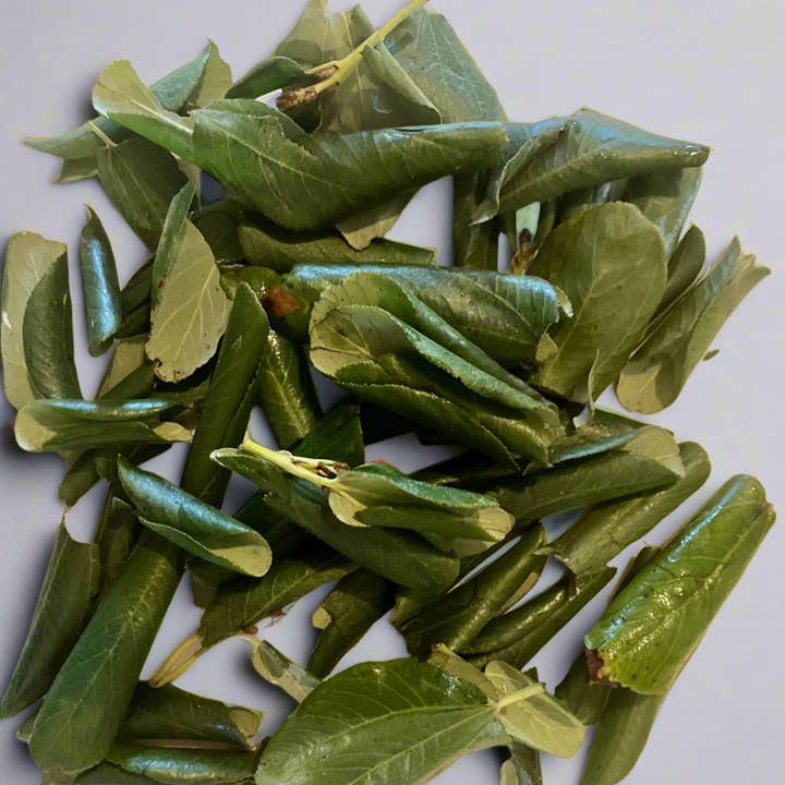 Snowbrush Tea Leaves (Ceanothus velutinus) for wholesale by Kootenay Wildcrafting Co
