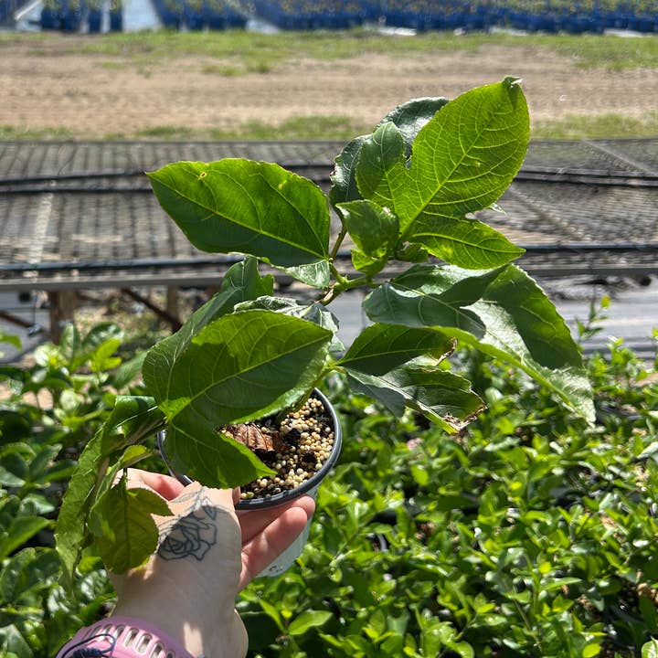 4" 'Purple Possum' Passionfruit (Passiflora edulis) for wholesale by O F Nelson’s