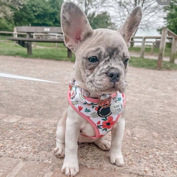 Pawsome Life – Engroshandel Kæledyrssele – Hund – Hundesele Blomster Justerbar Hvalp Sele Lille Hund Ingen Træk