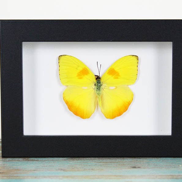 Phoebis pilea in a Frame for wholesale by Newman Art Designs