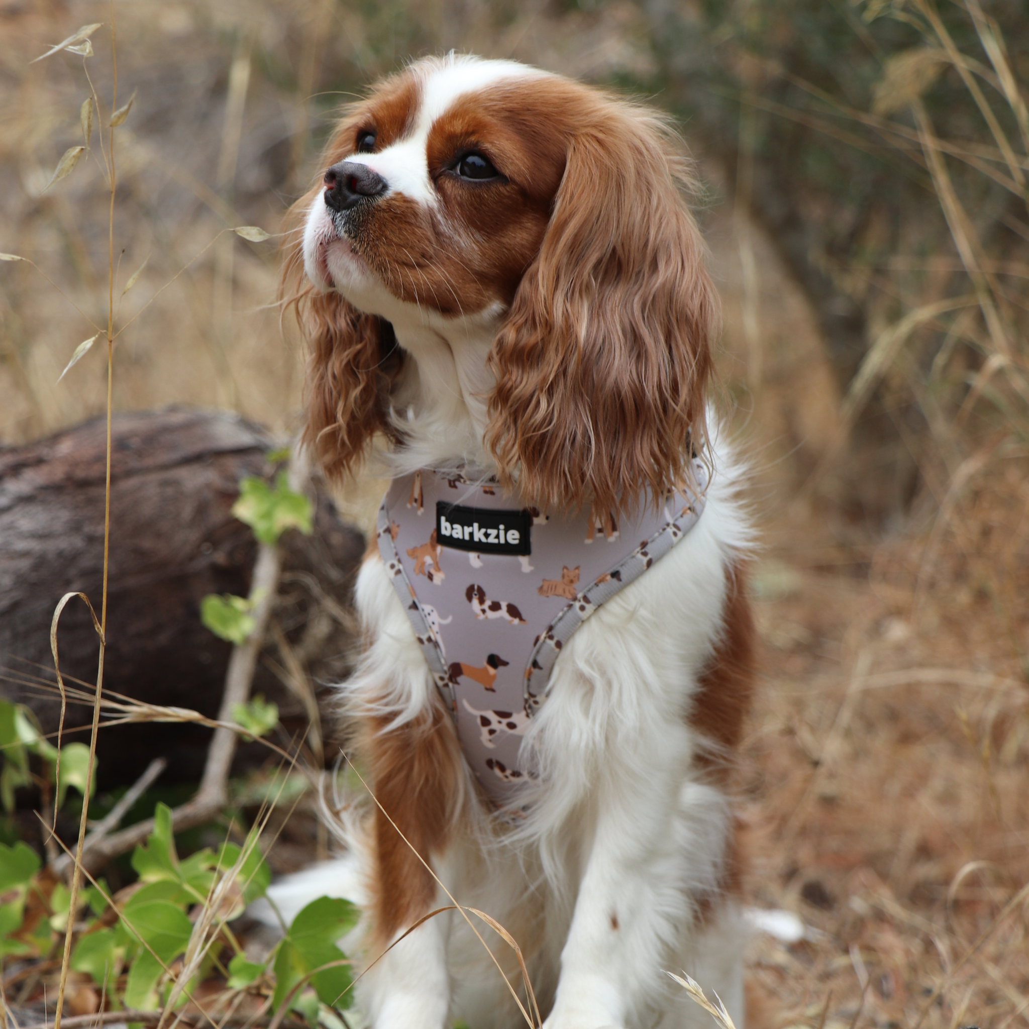 barkzie – Großhandel Haustiergeschirr – Hund – Verstellbares Hundegeschirr „Toronto“ von barkzie4
