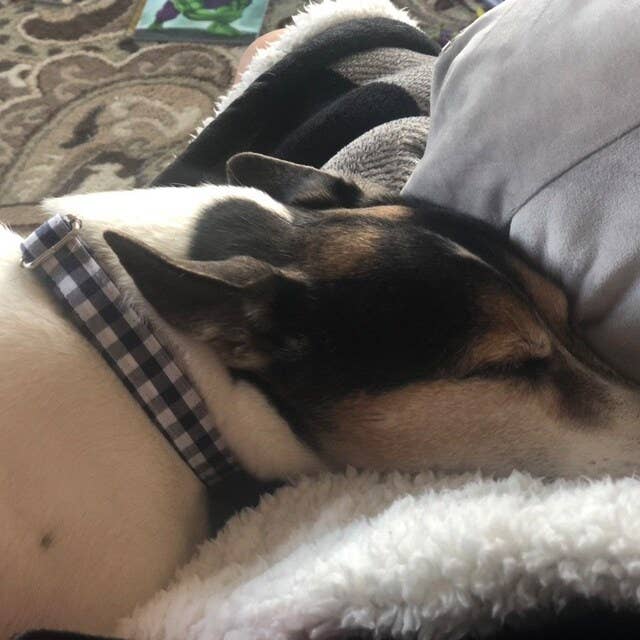 Very Vintage Designs - Vendita all'ingrosso Collare - Cani e gatti - Collare per Cani a Quadri Blu Navy Rosso Estate Gingham Spiaggia Fatto a Mano USA9