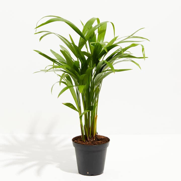 Lively Root - Wholesale Live Plant - Areca Palm Indoor Tree1