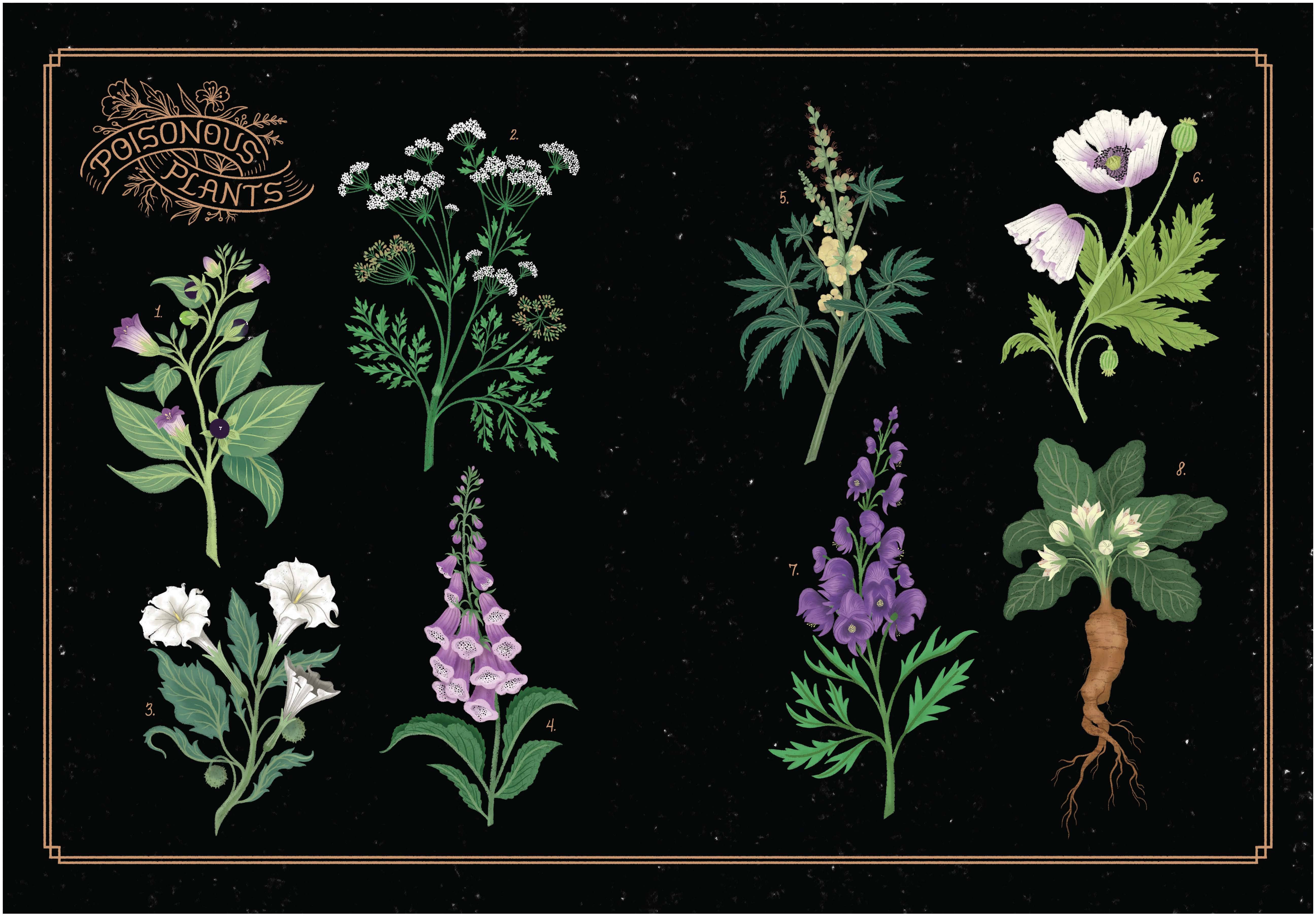 Chronicle Books - Wholesale True Crime - League of Lady Poisoners8