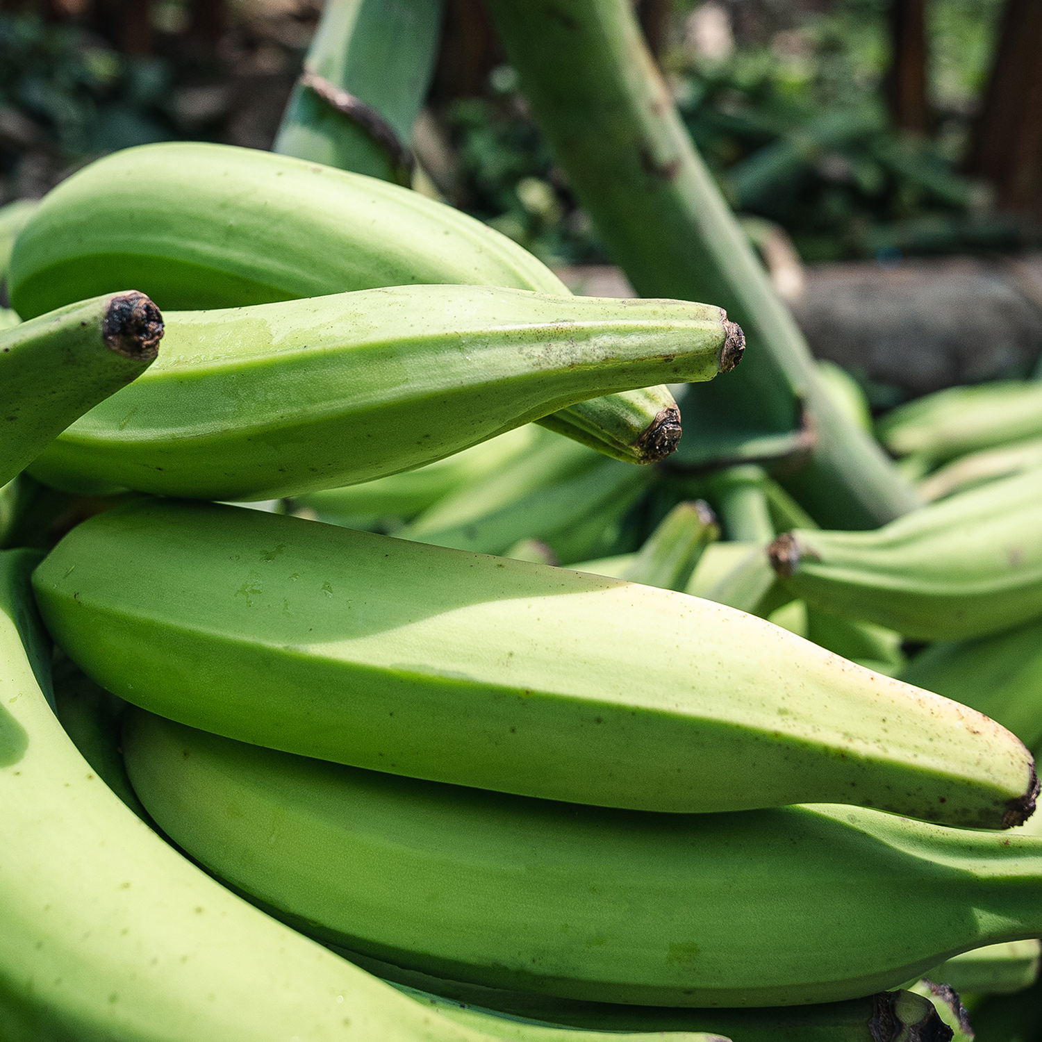 Artisan Tropic - Wholesale Chips - 4.5 oz Plantain Strips: Sea Salt5