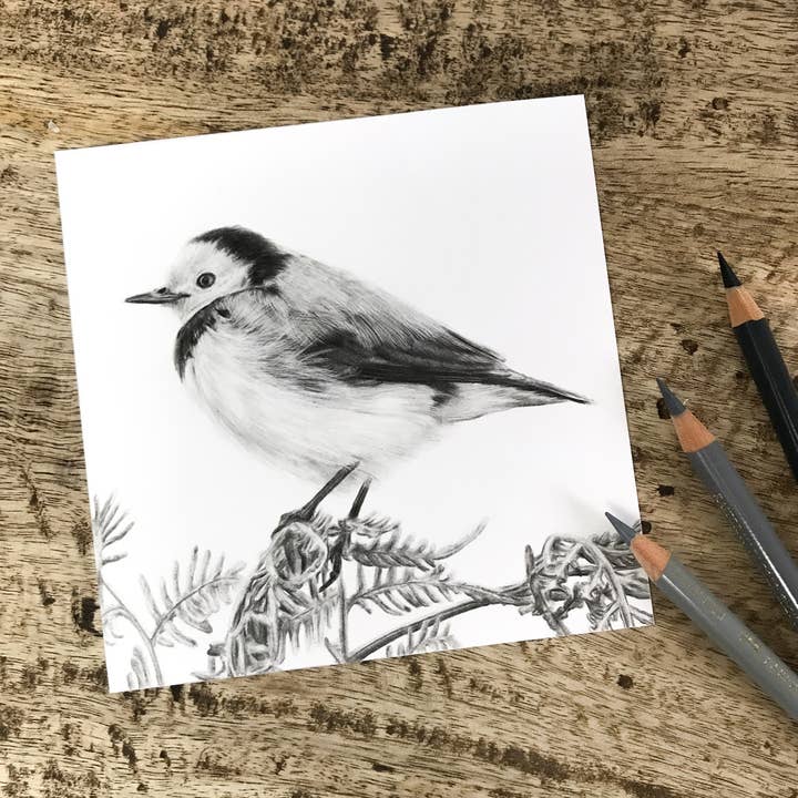 Jenna Chartrand Coloured Pencil Fine Artist - Wholesale Art print - "A Little Chapin" Chat Backyard Bird Fine Art Print3