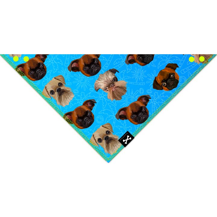 SoCal Brussels Griffon for wholesale by Bad Service Dogs