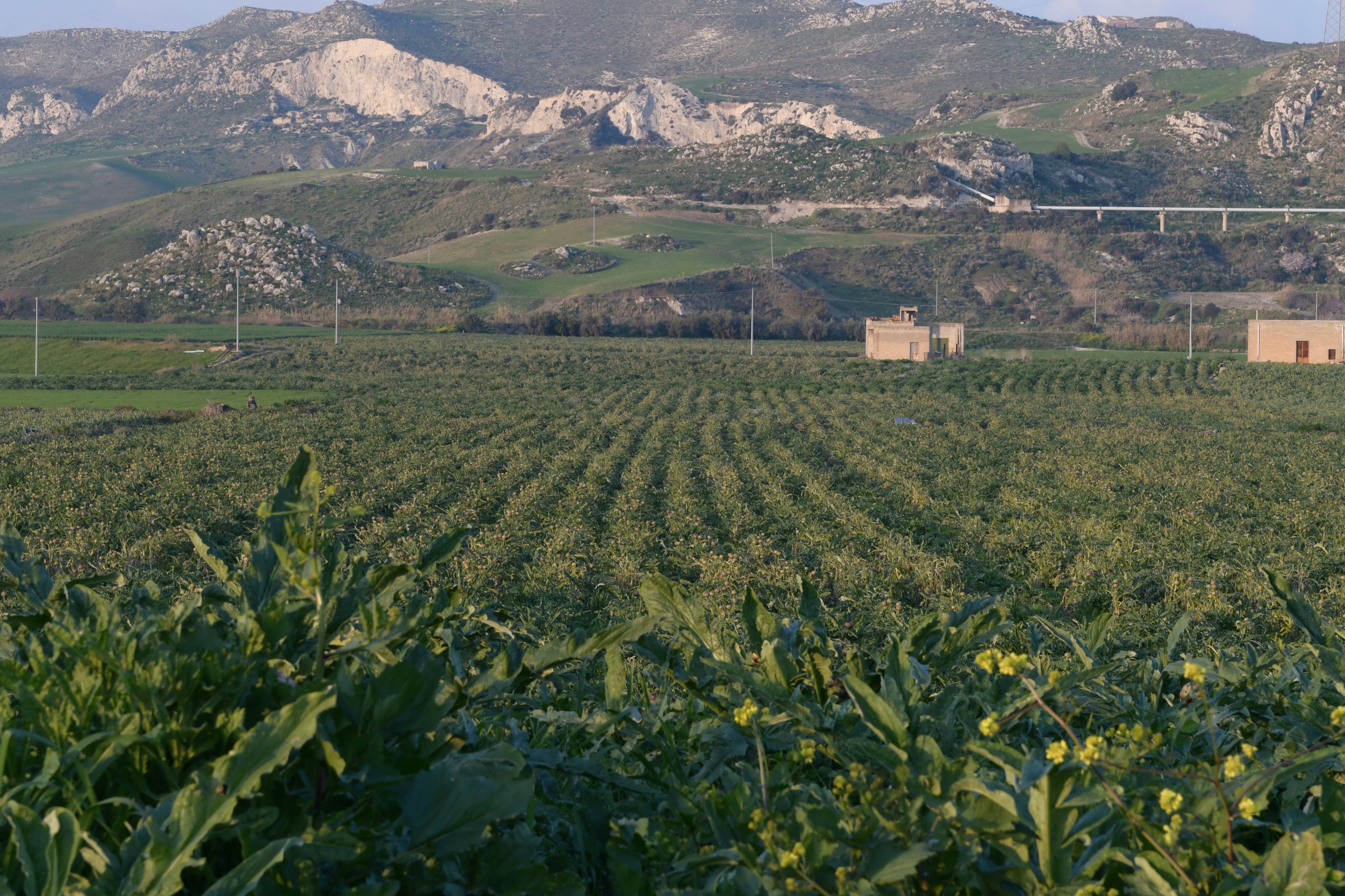 almasicily – Großhandel Pastasoße – Sizilianische Artischocke Caponata 500g Glas4