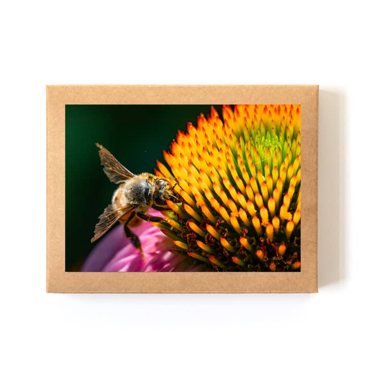 "Spines" Boxed Card Set (8 Cards + Envelopes) for wholesale by Andrea Morris Art