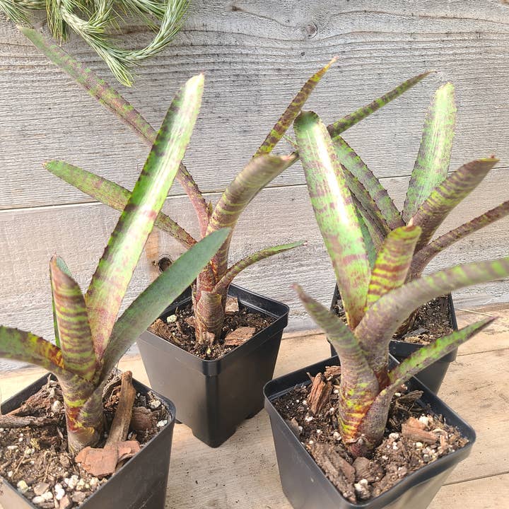 Neoregelia ‘Tiger Cub’  for wholesale by Buzz + Thrive Gardens