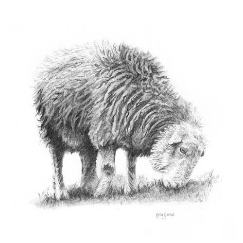 Kelly Barnes Portraits – wholesale Art print – Herdwick Sheep Mounted Print | Pencil Drawing | Farm Animals2