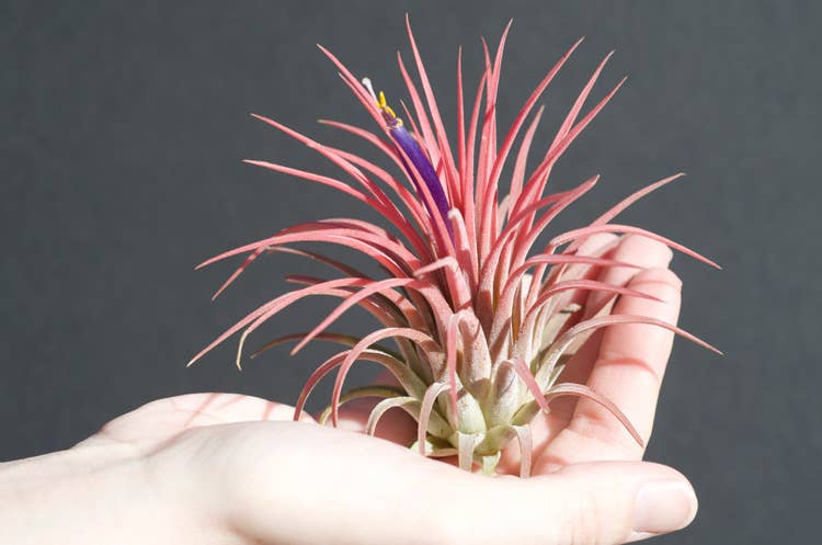 The Artizan Way - Wholesale Live Plant - Tillandsia Ionantha Rubra | Live Air Plant2