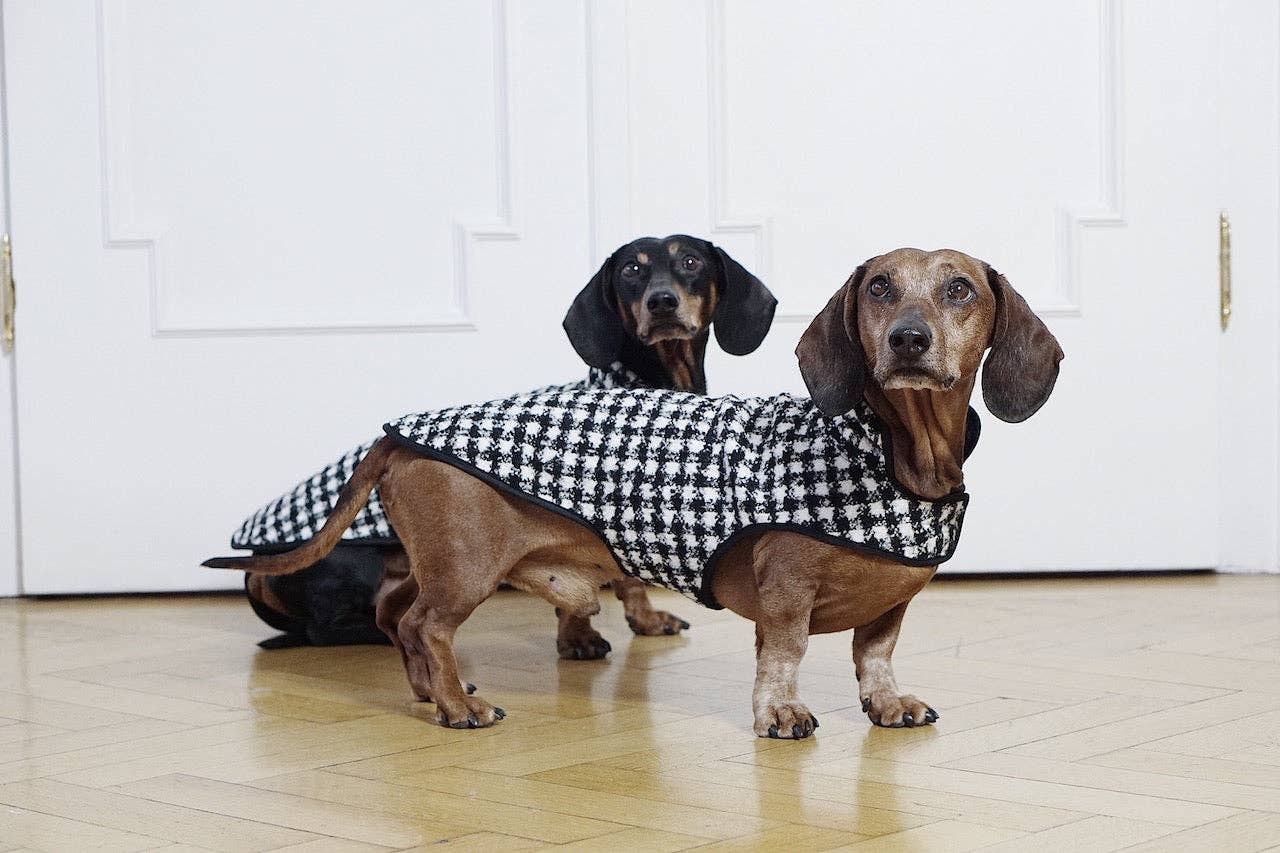 Dachshund Couture - Venta al por mayor Abrigo - Perros - Abrigo para perro salchicha Emily en París en diseño clásico pata de gallo blanco y negro3