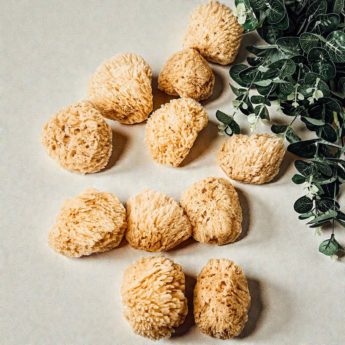 Gia Roma - Wholesale Bath Pouf/Sponge - Dead Sea Sponge, All Natural Body Wash Loofah 4-5"12