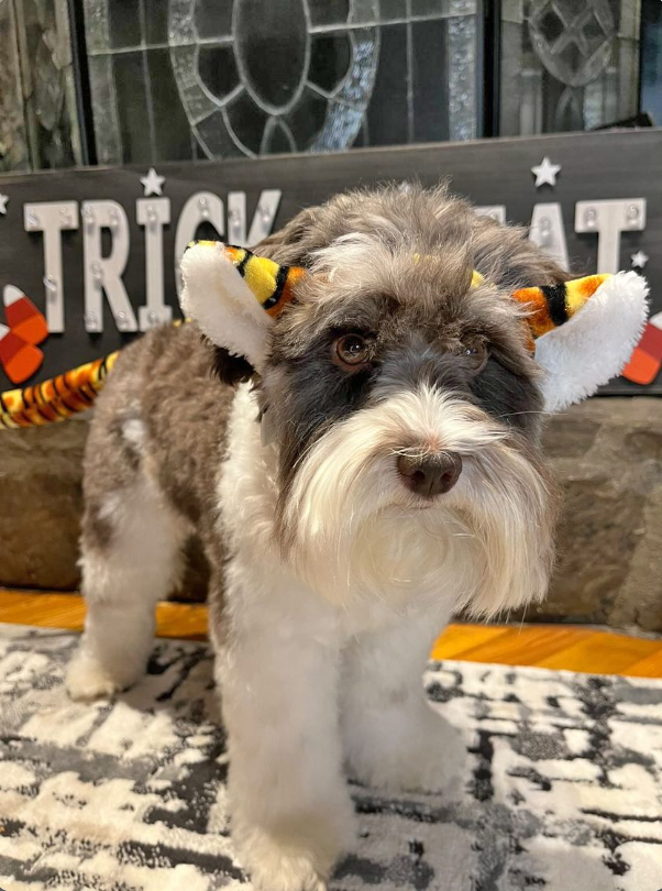 Midlee Designs - Wholesale Verkleedkleren voor huisdieren - Hond - Midlee Tiger hondenkostuum hoofdband (groot)10