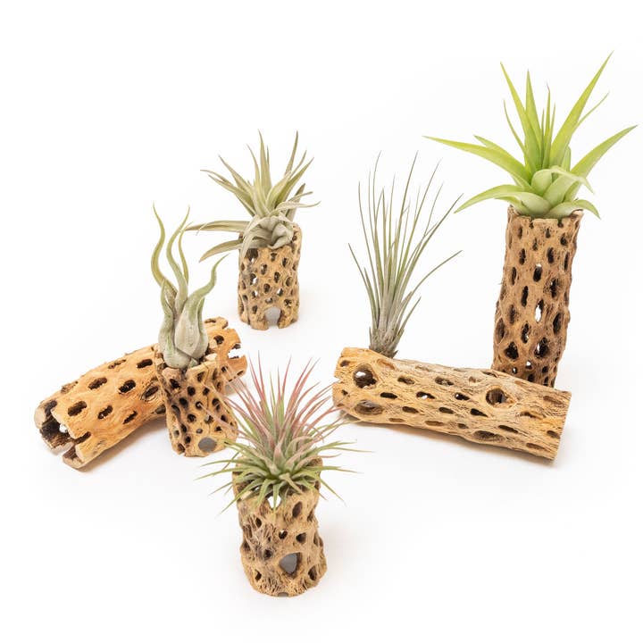 Air Plant Shop - Wholesale Plant Pot - Natural Cholla Wood Container 6 Inches Tall with Air Plants2