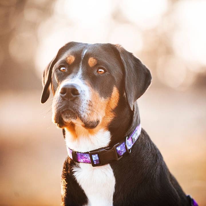 Dizzy Dog Collars – Engroshandel Halsbånd - Hund – Galaxy hundehalsbånd2