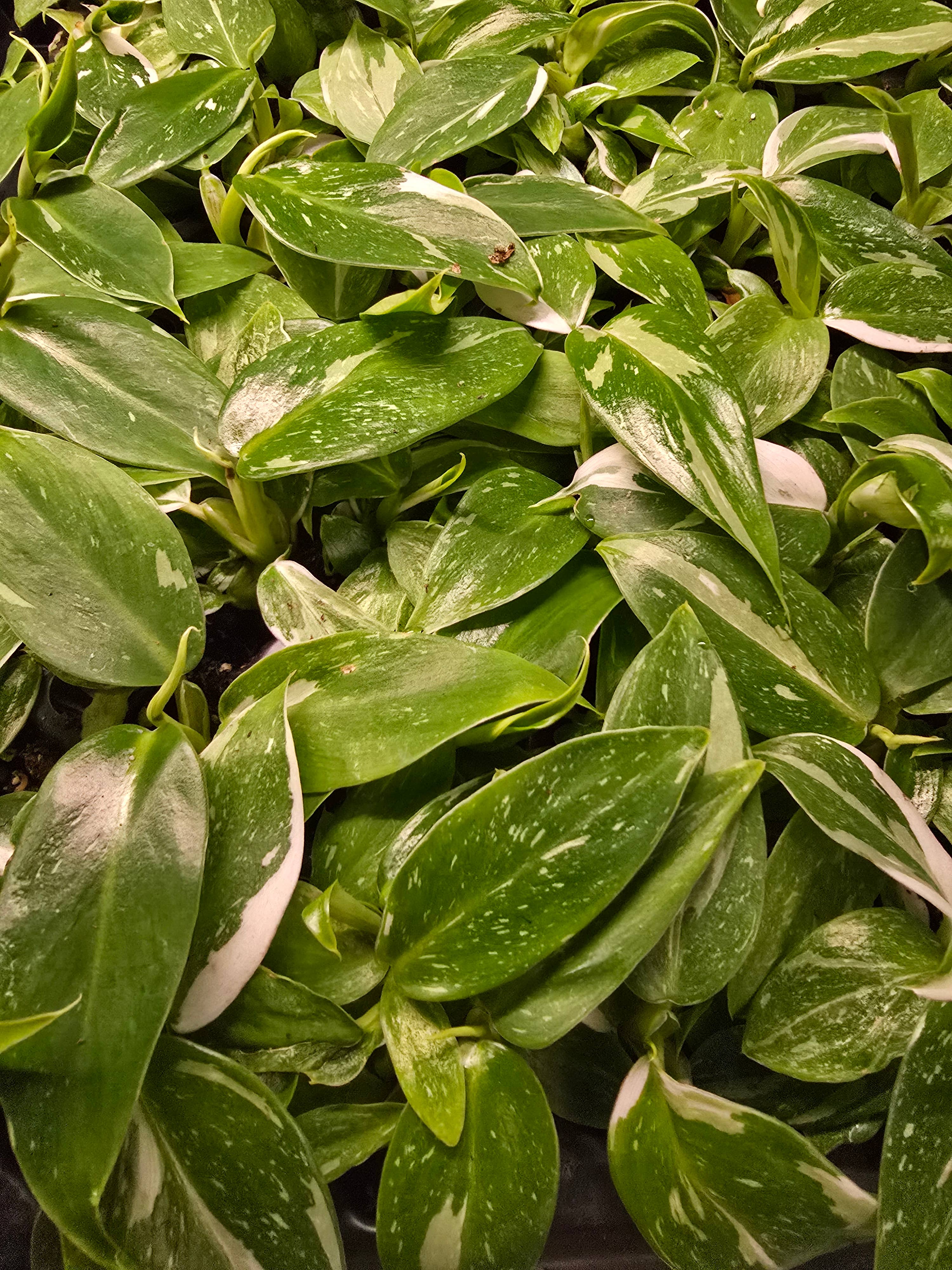 Dick's Sticks and Exotics - Wholesale Live Plant - Philodendron Only Growers Choice Bundle. 2-3 inch starters1