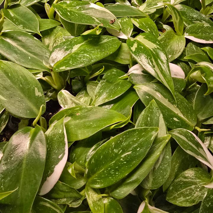 Dick's Sticks and Exotics - Wholesale Live Plant - Philodendron Only Growers Choice Bundle. 2-3 inch starters1