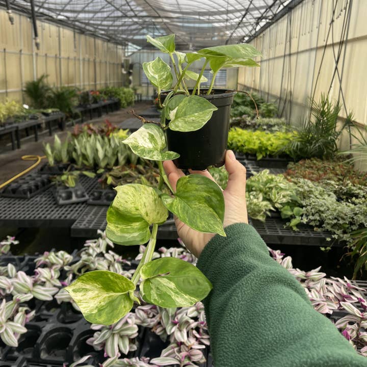 Thorsen's Greenhouse - Wholesale Live Plant - Manjula Pothos - 4" Live Plant11