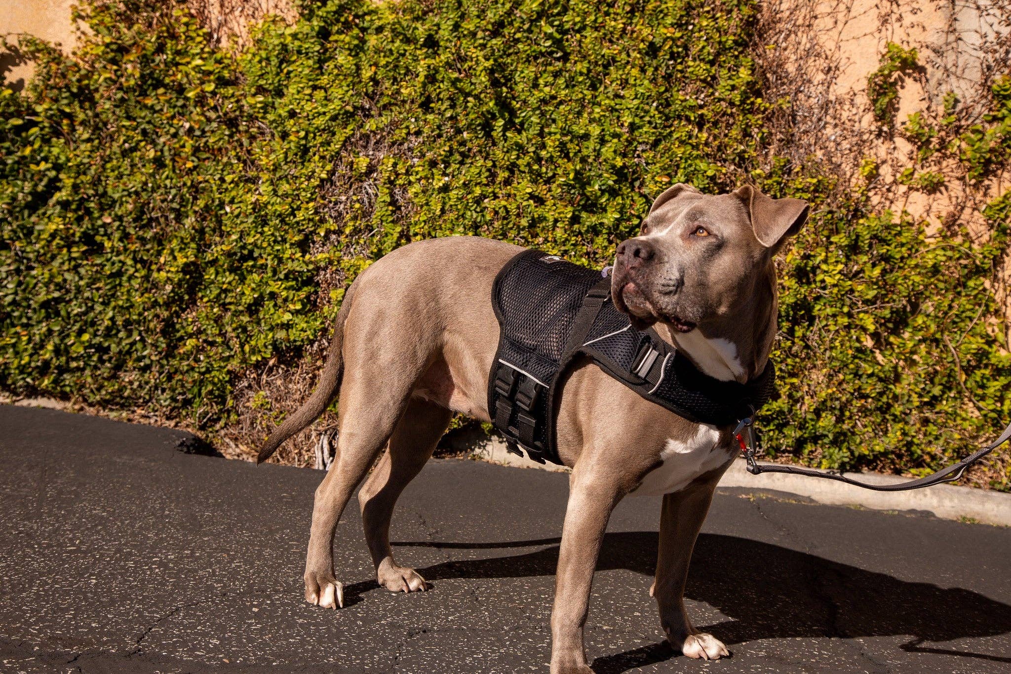 Sleepypod - Wholesale Pet Harness - Dog - Martingale Calming Harness for dogs3