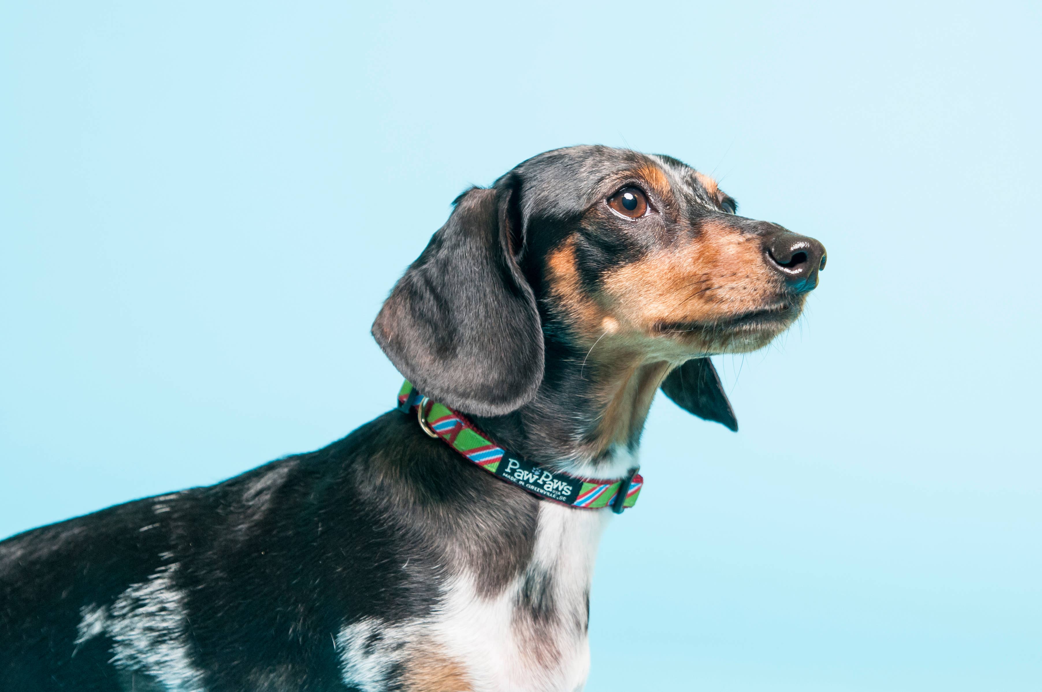 Paw Paws USA - Wholesale Pet Collar - Dog - Pupcake Dog Collar3