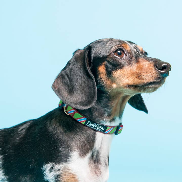 Paw Paws USA - Wholesale Pet Collar - Dog - Pupcake Dog Collar3