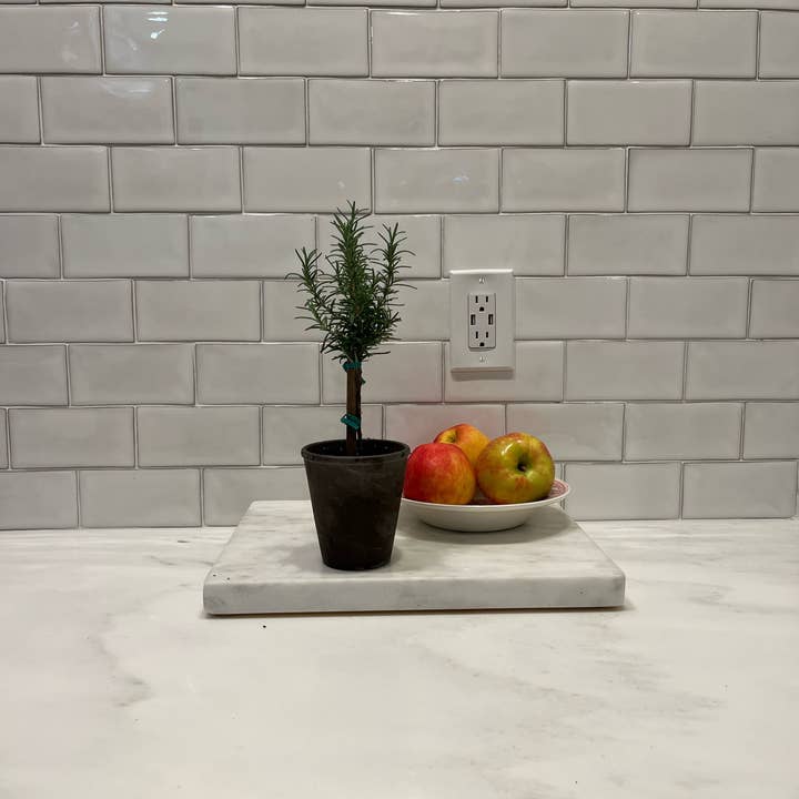 Sunrise Topiaries - Wholesale Live Plant - Live Rosemary Topiary in 4 inch pot