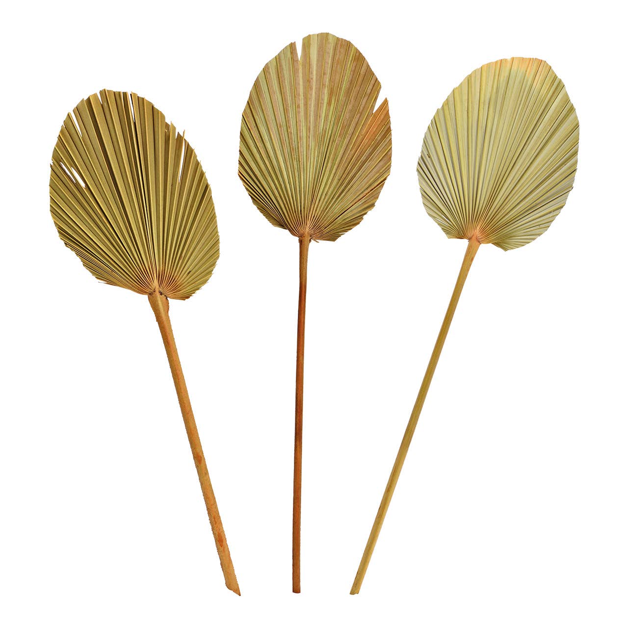 Wurm – wholesale Konstgjorda blommor – Palmblad Set av naturmaterial Natur 3-delat set, (B/H) 15x60cm0