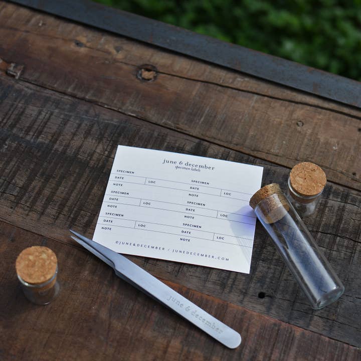 June & December - Venta al por mayor Herramientas de jardín - Pinzas para especímenes botánicos / Acero inoxidable1