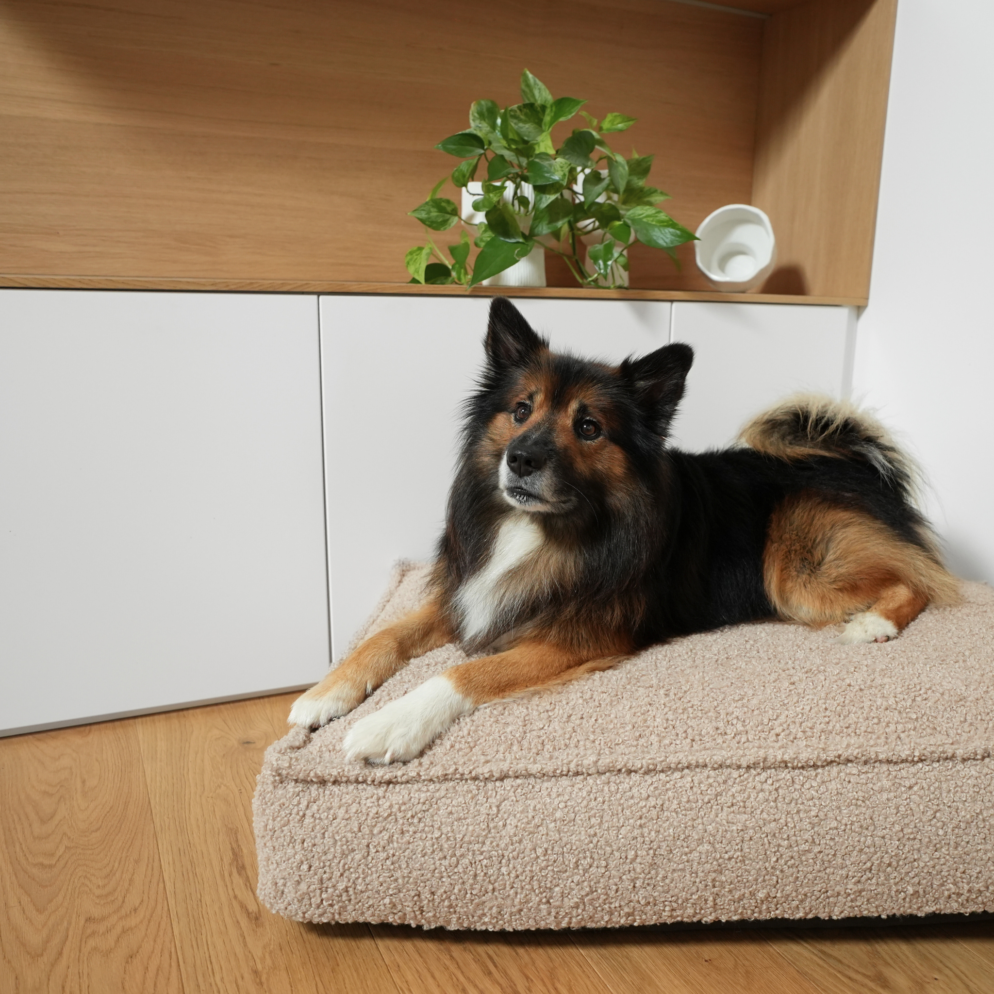 Staey - Wholesale Pet Bed - Dog - Noor Dog Cushion | Sand Curly6