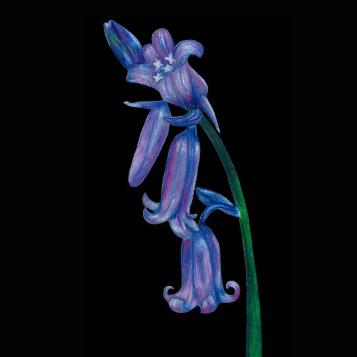 Bluebells Signed Edition Print for wholesale by Susan Entwistle Art