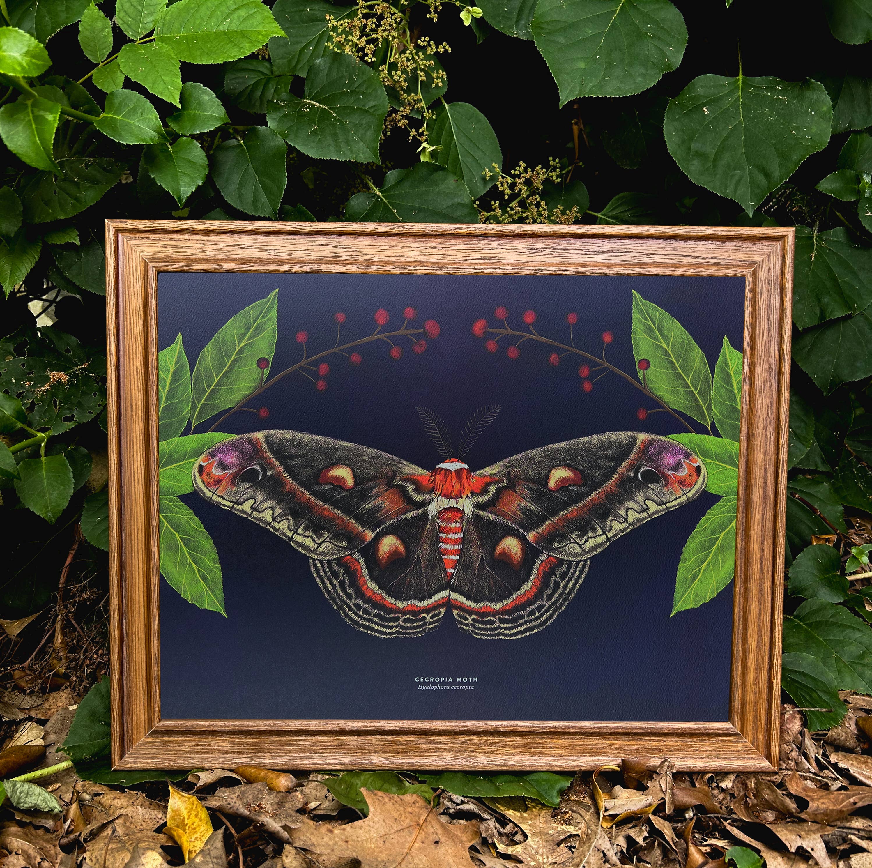 Moss and Mineral - Wholesale Art Print - Cecropia Moth, Scientific Illustration Botanical Print5