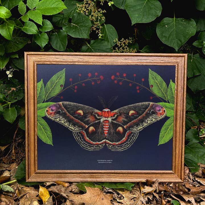 Moss and Mineral - Wholesale Art Print - Cecropia Moth, Scientific Illustration Botanical Print5