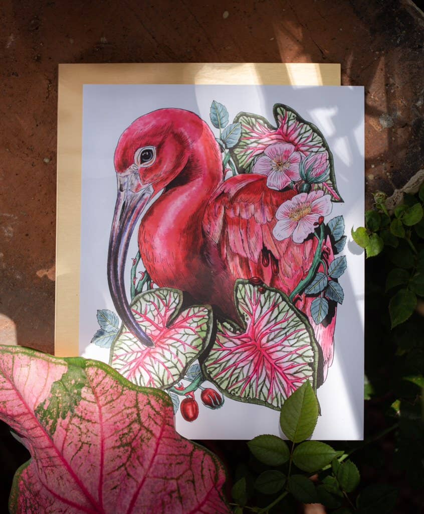 Mattea – wholesale Art print – 8 x 10 Scarlet Ibis Art Print1