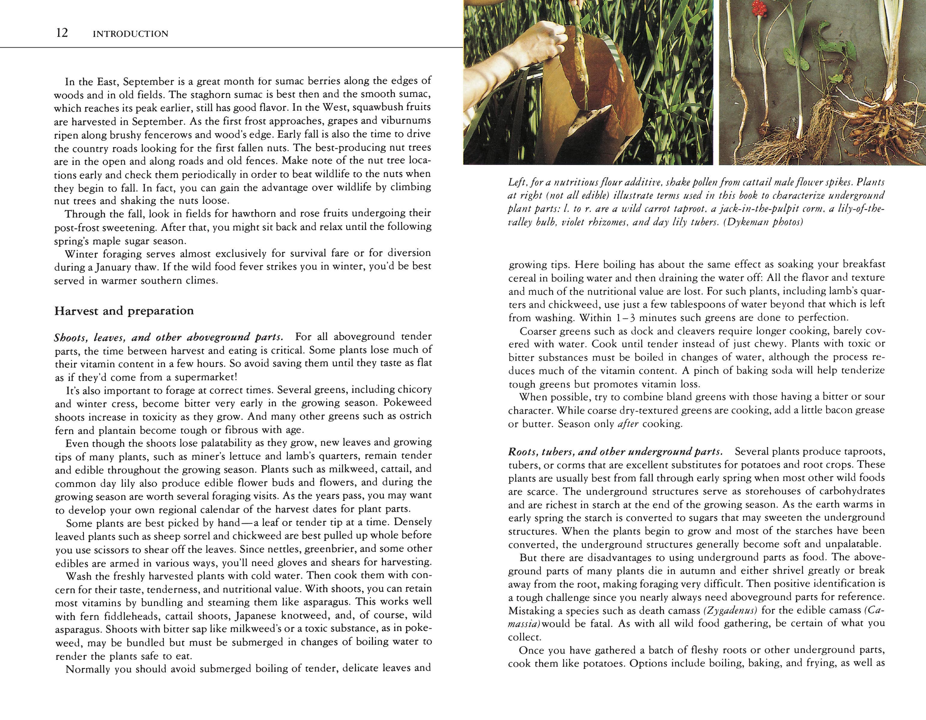 Hachette Book Group - Wholesale Nature & Outdoors - Edible Wild Plants: A North American Field Guide5